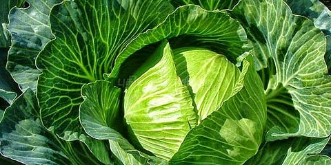 முட்டைகோஸ் விலை உயர்வால் விவசாயிகள் மகிழ்ச்சி