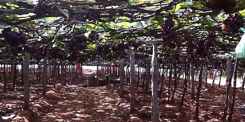 திராட்சையை நோய் தாக்குவதால் விவசாயிகள் கவலை