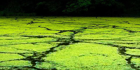 ஆல்கா, பாக்டீரியா மூலம் செவ்வாய் கிரகத்தில் ஆக்ஸிஜனை உருவாக்க நாசா திட்டம்