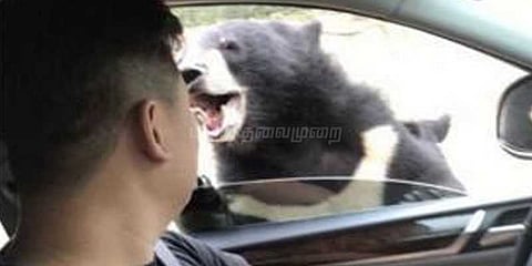 உணவளிக்க வந்தவரை தாக்கிய கரடி