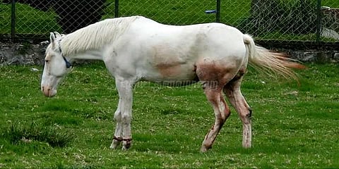 கொடைக்கானலில் குதிரையை முட்டித் தூக்கிய காட்டெருமை