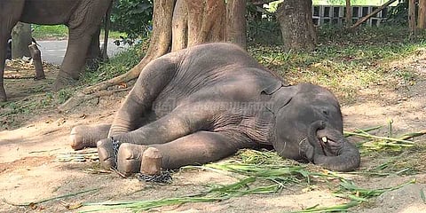 முதன்முறையாக யானைகளுக்கான ஹைட்ராலிக் விலங்குகள் ஆம்புலன்ஸ்