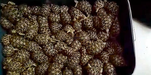 வெளிநாடுகளுக்கு கடத்த இருந்த 2500 நட்சத்திர ஆமைகள் பறிமுதல்