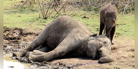தாய் யானை உயிரிழக்க காரணமான குட்டி யானையின் பாசம்