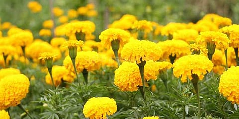 சாமந்தி விலை வீழ்ச்சி: விவசாயிகள் விரக்தி