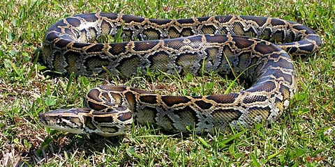 மலைப்பாம்பு உள்ளதால் ஆற்றுக்கு செல்ல மக்கள் அச்சம்