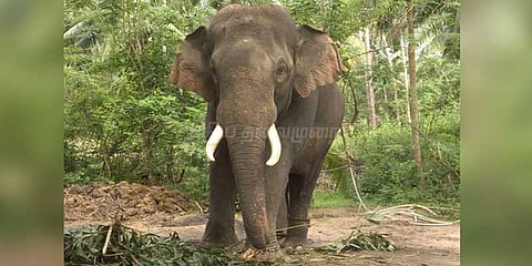 யானையால் அச்சமடைந்த மக்கள்: கொட்டும் மழையில் சாலைமறியல்