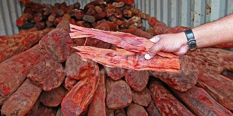 செம்மரம் வெட்டி கடத்திய 21 பேர் கைது