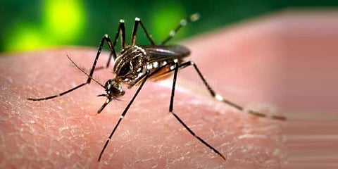 கொசு ஒழிப்பில் அலட்சியம் - 4,200 வீடுகளுக்கு சுகாதாரத்துறை நோட்டீஸ்