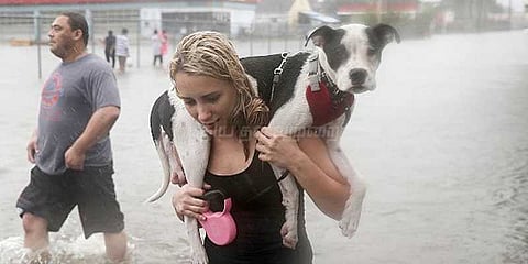 ஹர்வீ புயல் மீட்புப் பணி: செல்லப் பிராணிகளுக்கு சிறப்பு முகாம்கள்