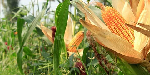 மக்காச்சோள சாகுபடியில் விவசாயிகள் ஆர்வம்