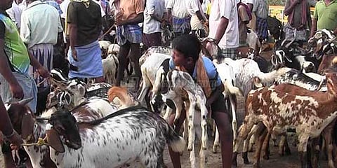 பக்ரீத்: கால்நடைகள் அமோக விற்பனை அதிகரிப்பு