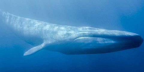 ப்ளுவேல்- மதுரைக்கிளை விசாரணை