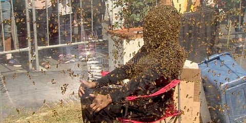 முகத்தில் தேனீக்களை அமர வைத்து கின்னஸ் சாதனை
