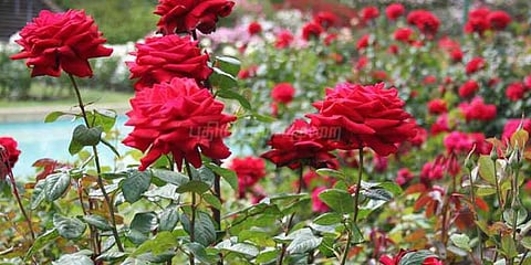 கொடைக்கானலில் ரோஜா சாகுபடி செய்ய தோட்டக்கலைத்துறை அறிவுறுத்தல்