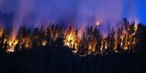 காட்டுத் தீயினால் 10,000 ஏக்கர் வனப்பகுதி நாசம்