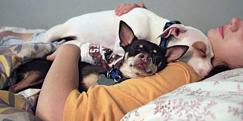 செல்ல நாயுடன் தூக்கமா..? எச்சரிக்கை!