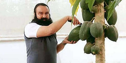 ஒரு கிலோ தக்காளி ரூ. 1000: மக்களை ஏமாற்றிய போலி சாமியார்