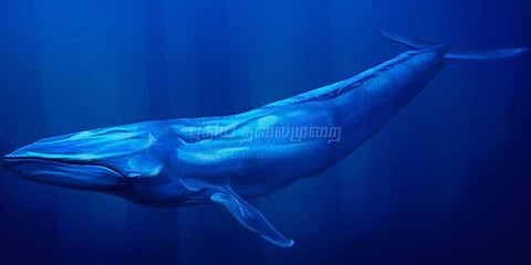 வேண்டாம் ப்ளுவேல் விளையாட்டு..! மாட்டுவண்டியில் பள்ளி சிறுவர்கள் பேரணி