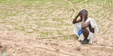 8 மாதமாக வழங்கப்படாத பயிர்காப்பீட்டு தொகை: விவசாயிகளுக்கு நேர்ந்த அவலம்