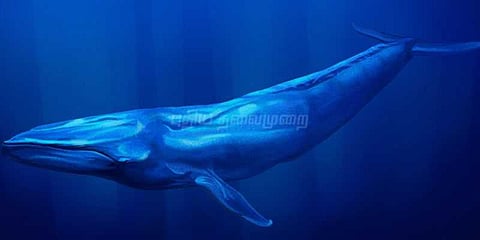 ‘புளூவேல்’ விளையாட்டிற்கு தடைகோரி உச்சநீதிமன்றத்தில் மனு