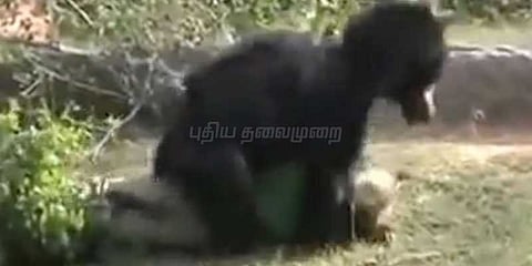 கரடி தாக்கி 4 பேர் பலி