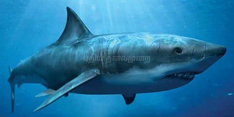 ரஷ்யா உதவியுடன் ப்ளுவேல் கேமை தடுக்க நடவடிக்கை