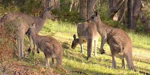 கங்காருகளின் எண்ணிக்கை: ஆஸி. எடுத்த அதிரடி முடிவு