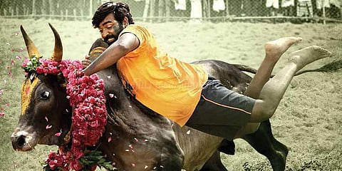 விஜய்சேதுபதி ஜல்லிக்கட்டுக் காளையை அடக்கியது உண்மையா?