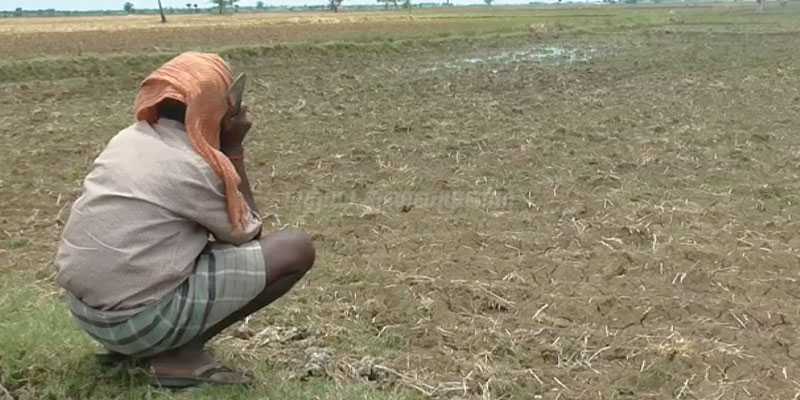 தெளிப்பா, நடவா என்ற குழப்பத்தில் விவசாயிகள்