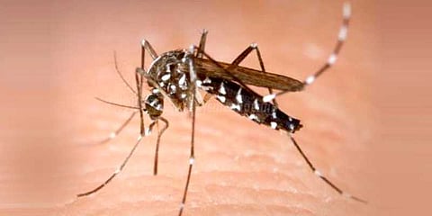 டெங்குவால் உயிரிழந்த சிறுவன்: உடலை வீட்டில் அனுமதிக்க மறுத்த உரிமையாளர்