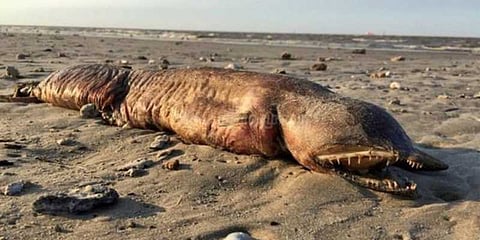 அமெரிக்காவில் கரை ஒதுங்கிய புதிய உயிரினம்