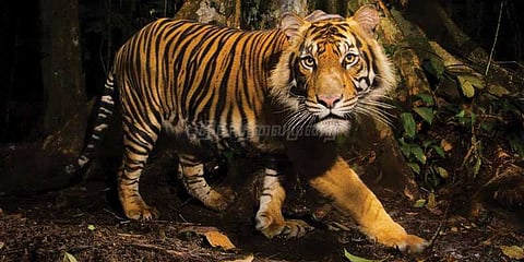 தேக்கடியில் புலிகள் பாதுகாப்பு கருத்தரங்கு