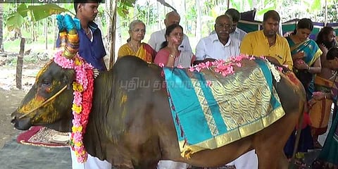 விருந்து வைத்து பசுமாட்டுக்கு வளைகாப்பு