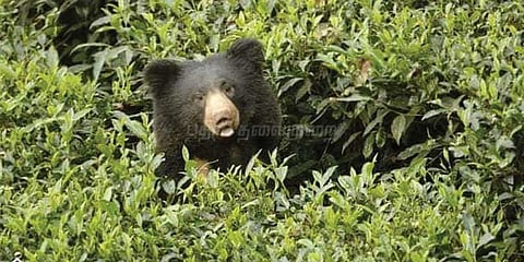 குடியிருப்புக்குள் புகுந்த கரடி: பொதுமக்கள் பீதி