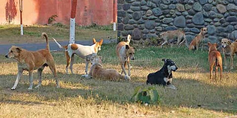 தெருநாய்கள் கடித்து பலியான 8 வயது சிறுவன்