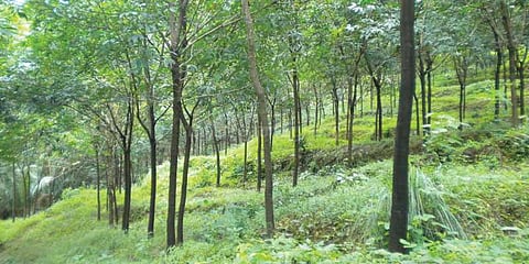 குமரி மாவட்டத்தில் தொடர் மழையால் ரப்பர் தொழில் பாதிப்பு