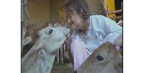 உ.பியில் ஆதரவற்ற பசுக்களை அரவணைக்கும் ஜெர்மனி பெண்
