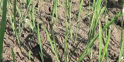 மேட்டூர் அணை திறப்பை எதிர்நோக்கி காத்திருக்கும் விவசாயிகள்