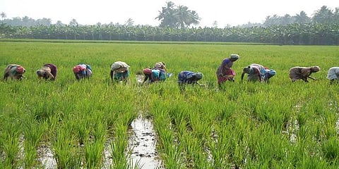 குறுகிய கால நெல்விதைகளை வழங்க தஞ்சை விவசாயிகள் கோரிக்கை