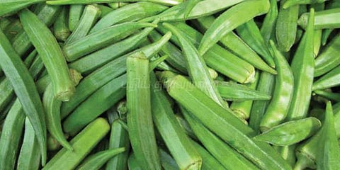 வெண்டைக்காய் விலை சரிவால் விவசாயிகள் கவலை