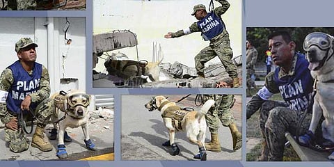 நிலநடுக்கத்தில் சிக்கியவர்களை மீட்ட நாய்