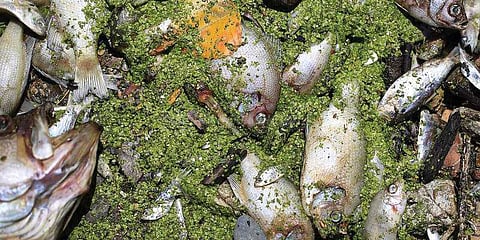 குளத்தில் செத்து மிதக்கும் மீன்கள்: சுகாதார சீர்கேட்டால் அவதியுறும் மக்கள்