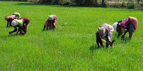 திருவாரூரில் பரவலாக மழை: டெல்டா விவசாயிகள் மகிழ்ச்சி