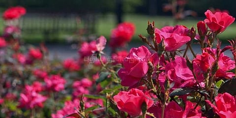 அழிவின் விளிம்பில் இயற்கையான வாசனை திரவியம்