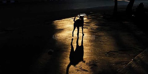 வளர்த்த மாணவி பிரிவால் வாடும் நாய்