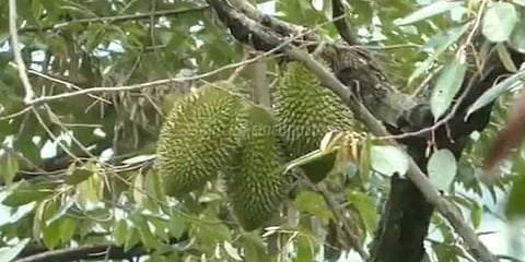 நீலகிரியில் தூரியன் சீசன் தொடக்கம்