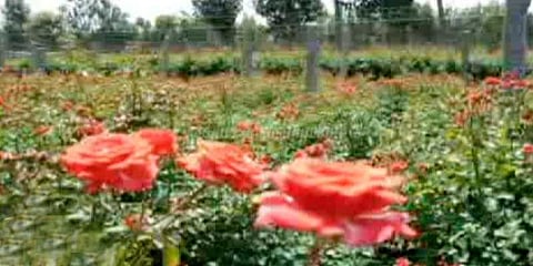 ரோஜாக்களில் பரவும் கரும்புள்ளி: விவசாயிகள் வேதனை