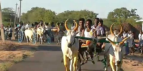 ராமநாதபுரத்தில் மாடுகள் சீறிப்பாய்ந்த ரேக்லா ரேஸ்