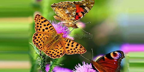 மழைக்காலத்தை வரவேற்கும் வண்ணத்துப்பூச்சிகள்